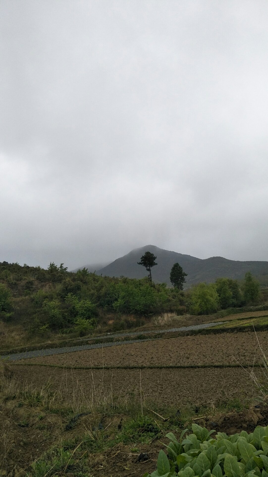 魏岭乡天气预报更新通知